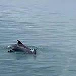 черно море Konukevi